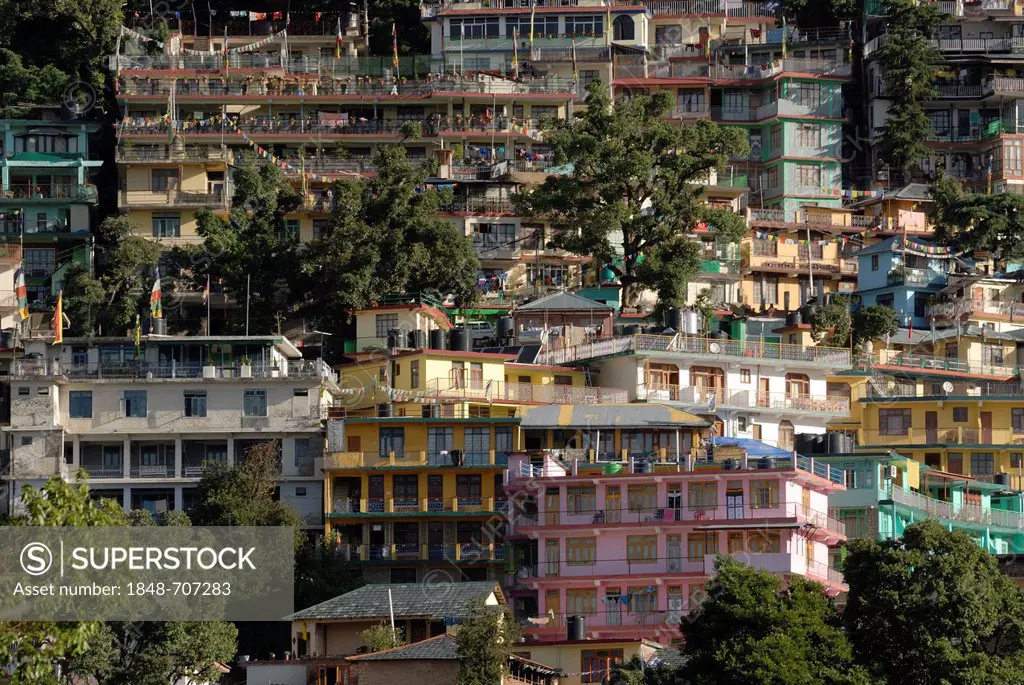 Residential buildings of exiled Tibetans with cedars, Upper Dharamsala, McLeod Ganj, Himachal Pradesh, Himalayas, India, Asia