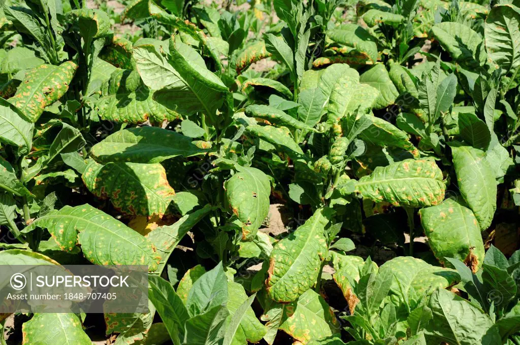 Tobacco leaves, tobacco plants (Nicotiana), tobacco plantation, Parador las Barrigonas, Pinar del Rio province, Cuba, Greater Antilles, Caribbean, Cen...