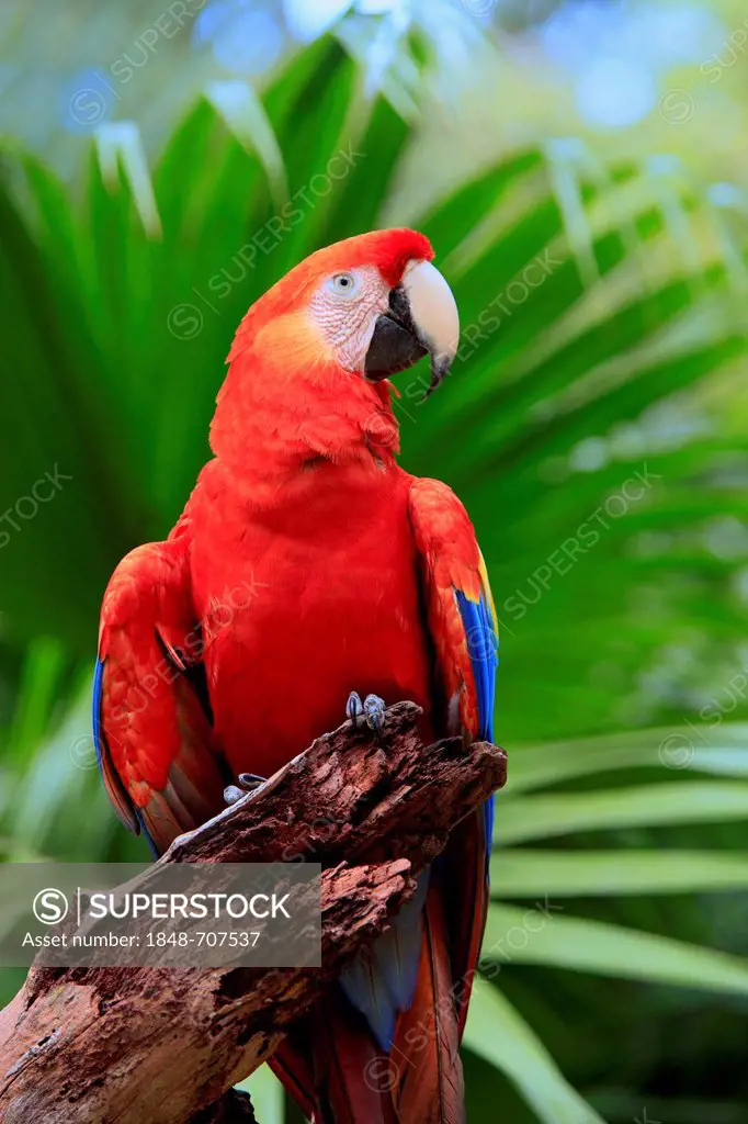 Scarlet Macaw (Ara macao), adult, perched on a lookout, Roatan, Honduras, Caribbean, Central America, Latin America