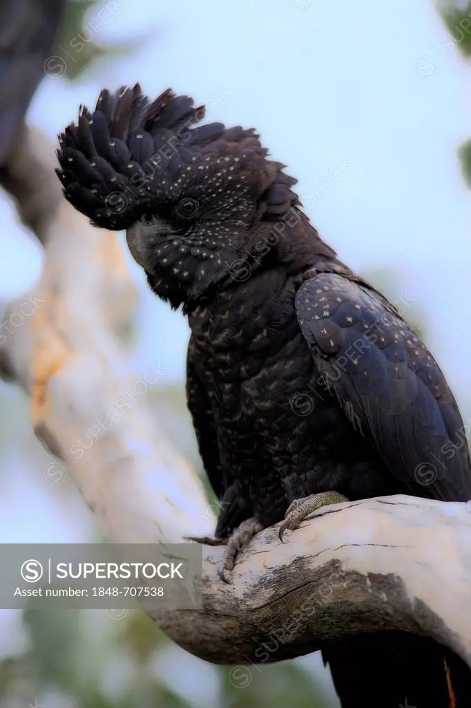 Red-tailed Black-Cockatoo (Calyptorhynchus Samueli banksii), adult, perched on a look-out, outback, Northern Territory, Australia