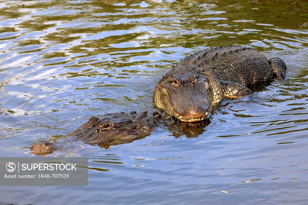American Alligator (Alligator mississippiensis), adults mating, copula, in the water, Florida, USA