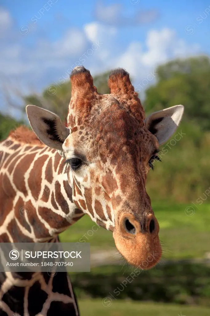 Reticulated Giraffe (Giraffa camelopardalis reticulata), adult, portrait, in captivity, Florida, USA