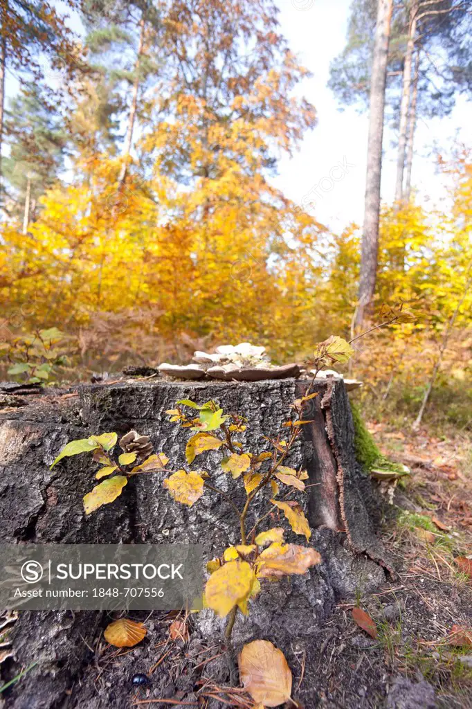 Tree stump in autumn, Dahlener Heide, Saxony, Germany, Europe