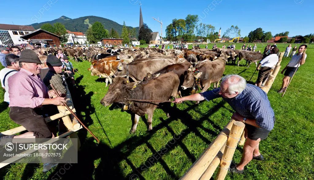 Herding together of cows in the village, ceremonial driving down of cattle from the mountain pastures, Pfronten, Ostallgaeu district, Allgaeu region, ...