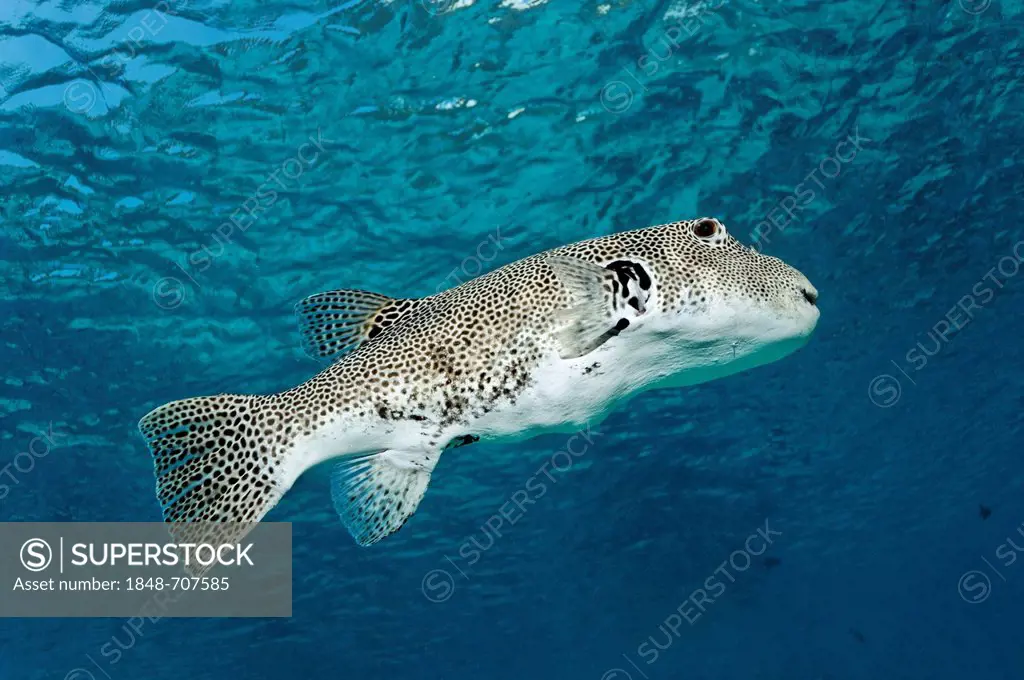 Stellate Puffer or Starry Toadfish (Arothron stellatus), swimming in open water, Great Barrier Reef, UNESCO World Heritage Site, Queensland, Cairns, A...