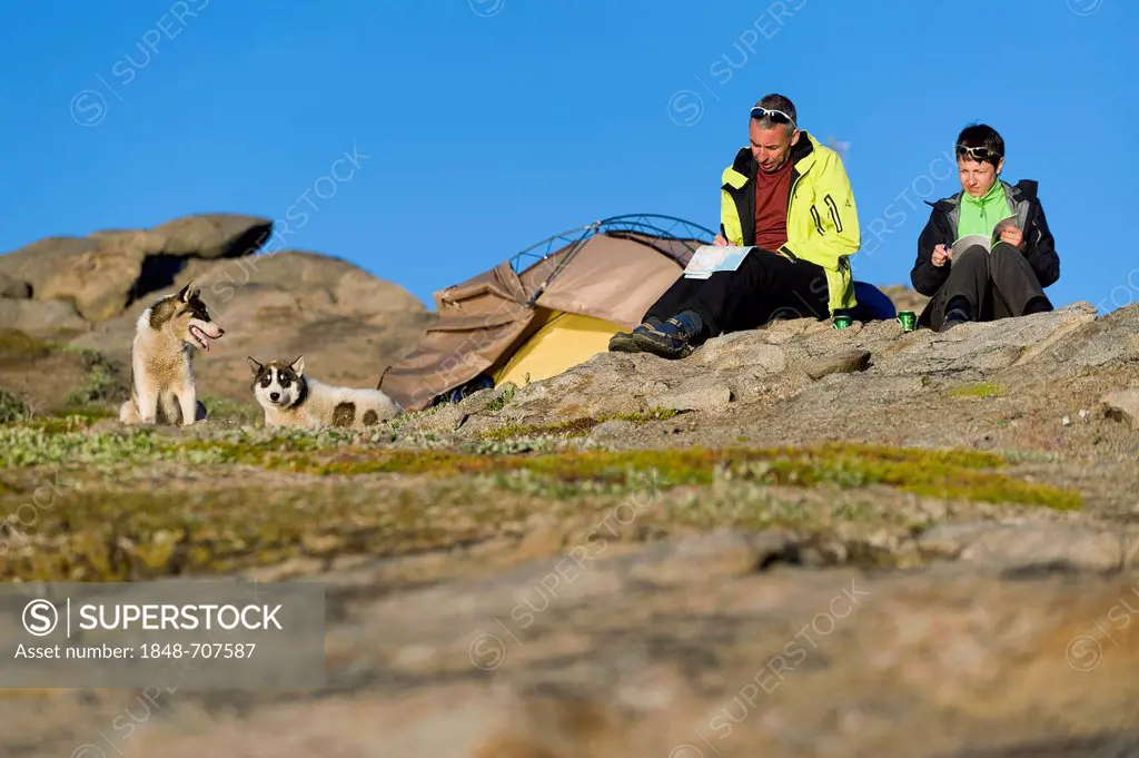 Tourists in front of tent and free-running huskies, Tasiilaq or Ammassalik, East Greenland