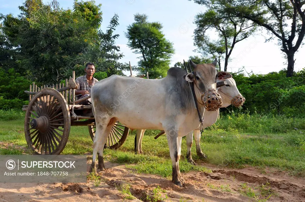 Burmese farmer with a wooden ox cart and two oxen, Bagan, Pagan, Burma, Myanmar, Southeast Asia, Asia