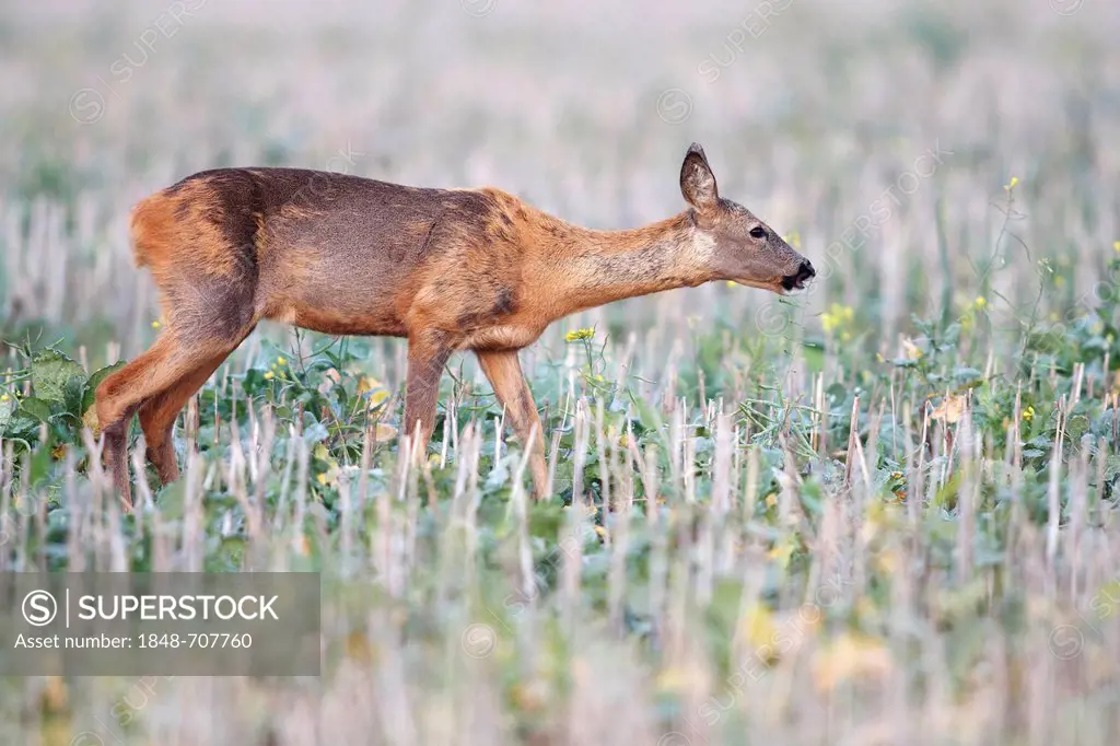 European or Western Roe Deer (Capreolus capreolus), doe on deer path in stubble field, feeding on plant, Baltic island of Fehmarn, East Holstein, Schl...