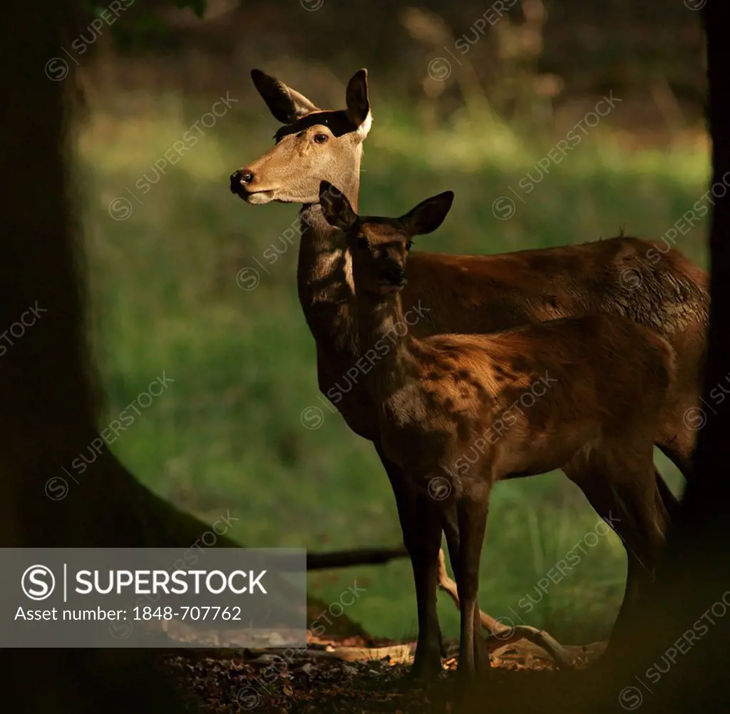 Red Deer (Cervus elaphus), hinds, Wildpark Vosswinkel, Hochsauerlandkreis, Higher Sauerland District, North Rhine-Westphalia, Germany, Europe