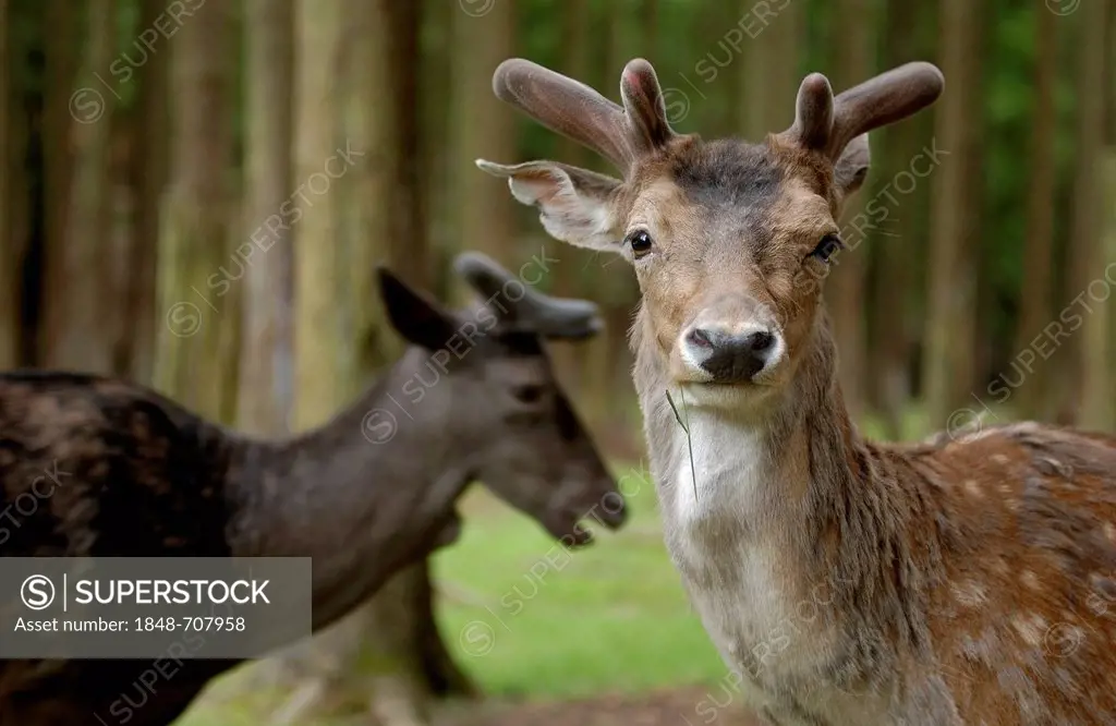 Fallow Deer (Dama dama), in forest, Buedingen wildlife park, Hesse, Germany, Europe, PublicGround