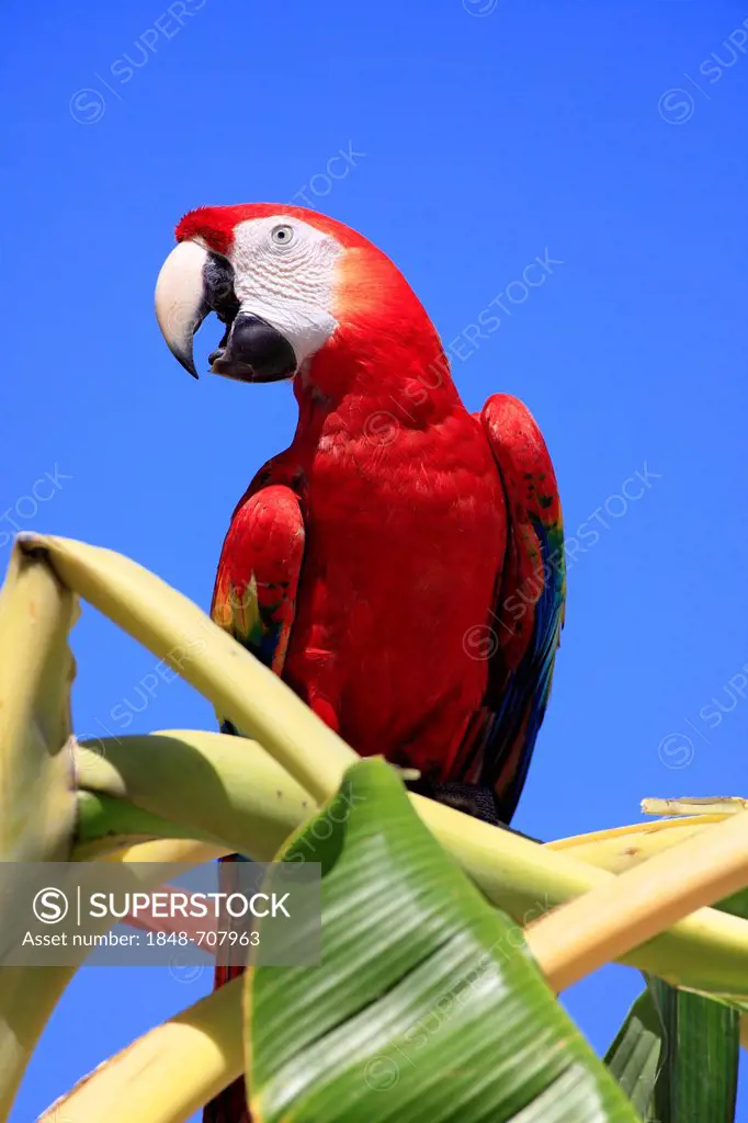 Scarlet Macaw (Ara macao), adult, perched on a banana tree, screeching, Roatan, Honduras, Caribbean, Central America, Latin America