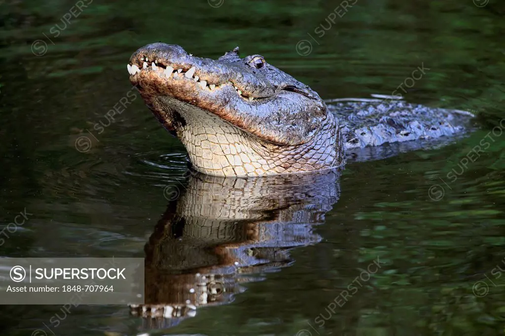 American Alligator (Alligator mississippiensis), adult male, performing a courtship display in the water, Florida, USA