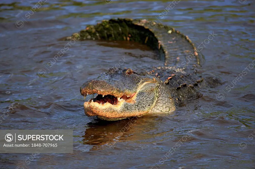 American Alligator (Alligator mississippiensis), adult in the water, Florida, USA