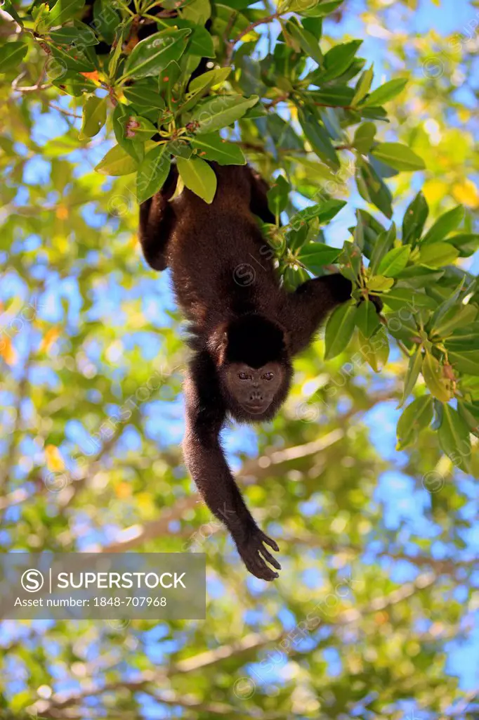 Black howler (Alouatta caraya), adult, tree, foraging, Roatan, Honduras, Central America, Latin America