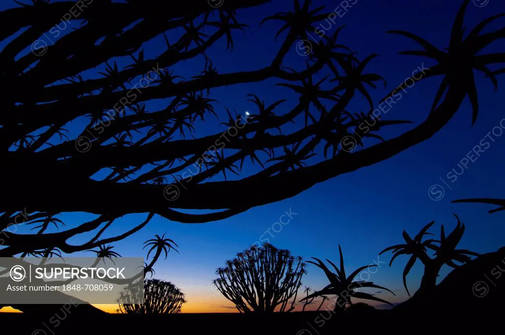 Forest of Quiver trees or Kokerbooms (Aloe dichotoma), at sunset, Kenhard, Northern Cape, South Africa, Africa