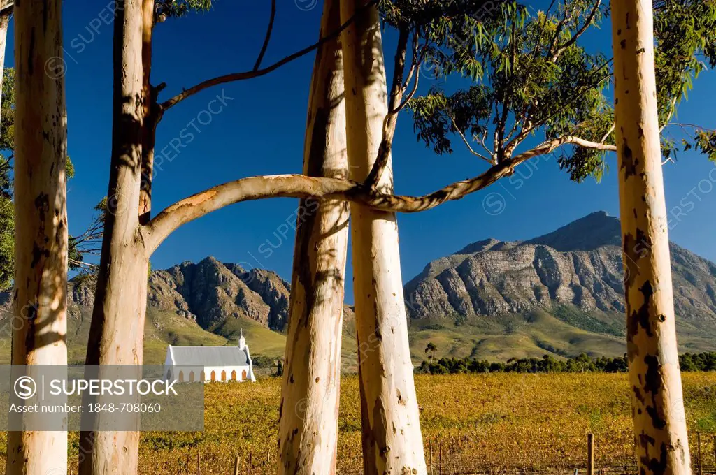 Church, Common Grape Vine (Vitis vinifera), Montellier vineyard, Tulbagh, Western Cape, South Africa, Africa