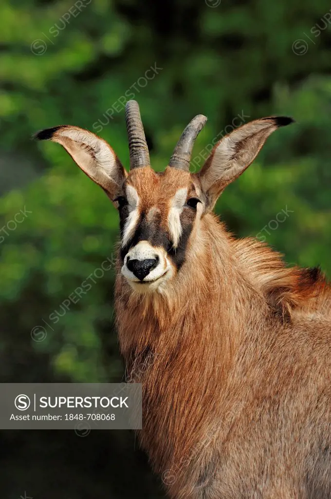 Roan Antelope (Hippotragus equinus), portrait, native to Africa, in captivity, Germany, Europe