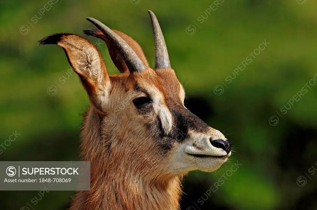 Roan Antelope (Hippotragus equinus), juvenile, portrait, native to Africa, in captivity, Germany, Europe