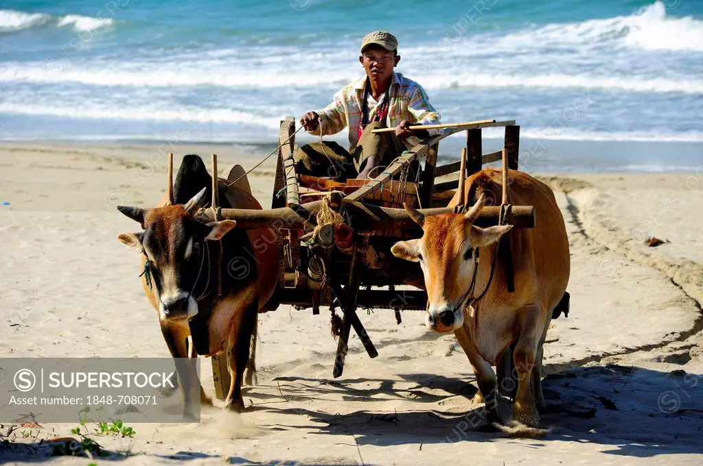 Ox-cart on Ngwe Saung Beach, Myanmar, Burma, Southeast Asia, Asia