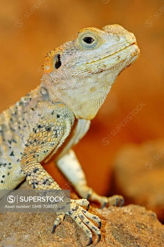 Hardun Lizard (Agama stellio, Laudakia stellio), native to southeastern Europe and the Middle East, in captivity, North Rhine-Westphalia, Germany, Eur...