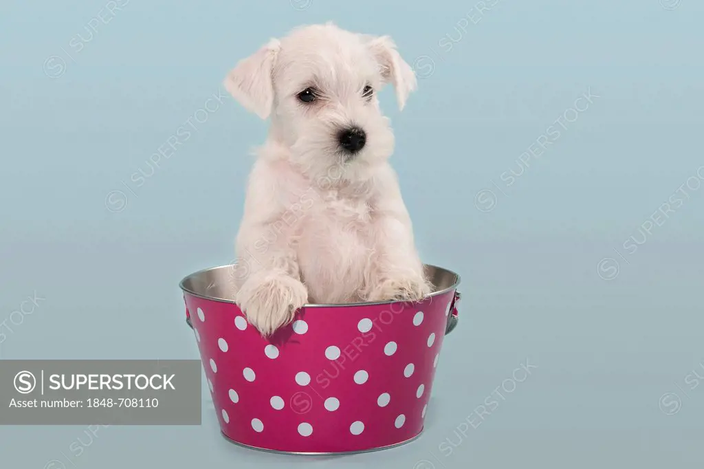 White Miniature Schnauzer puppy in a bucket