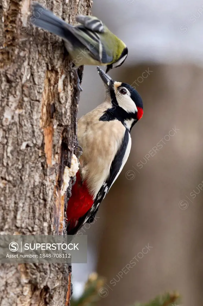 Great spotted woodpecker (Dendrocopos major), Bad Sooden-Allendorf, Hesse, Germany, Europe
