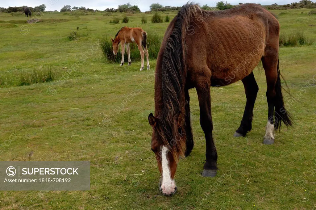 Free-roaming Dartmoor Horse with foal, Dartmoor, Minions, Cornwall, England, United Kingdom, Europe