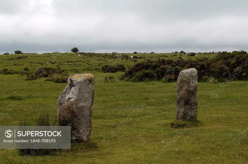 The Hurlers, round stone circle of standing stones from the early Bronze Age on Bodmin Moor, free-roaming horses at back, Minions, Dartmoor, Cornwall,...