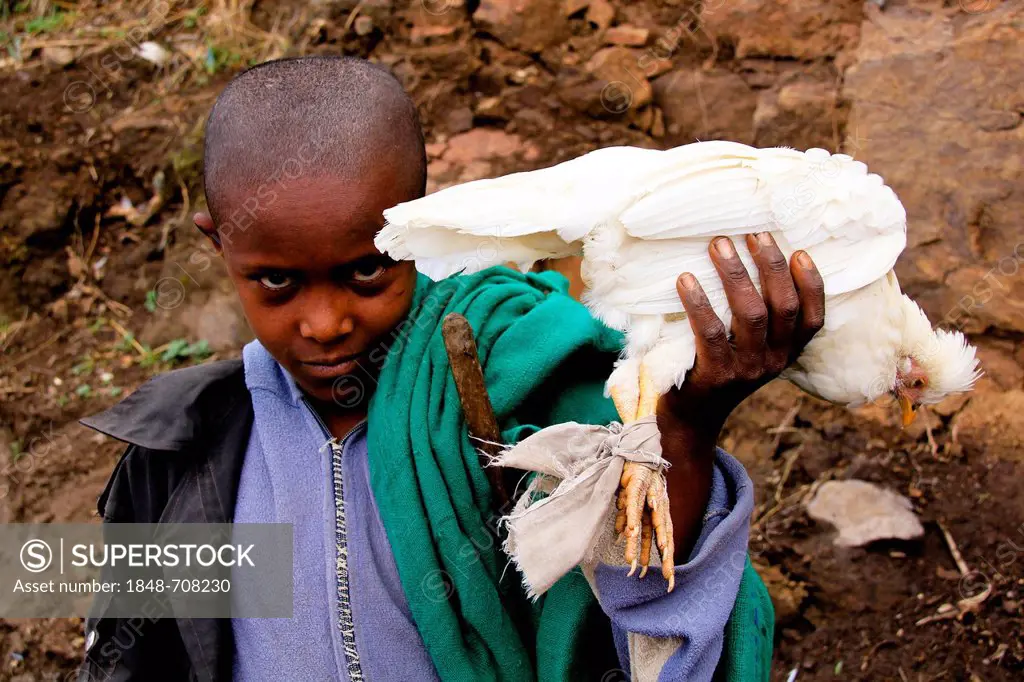 Boy with a chicken, market in Lalibela, Ethiopia, Africa