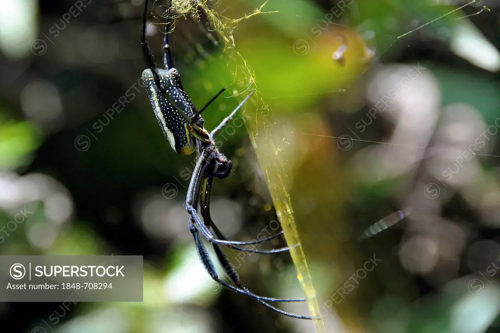 Orb-weaver spider (Araneidae), subtropical rain forest, Ihla Grande near Rio de Janeiro, Brazil, South America
