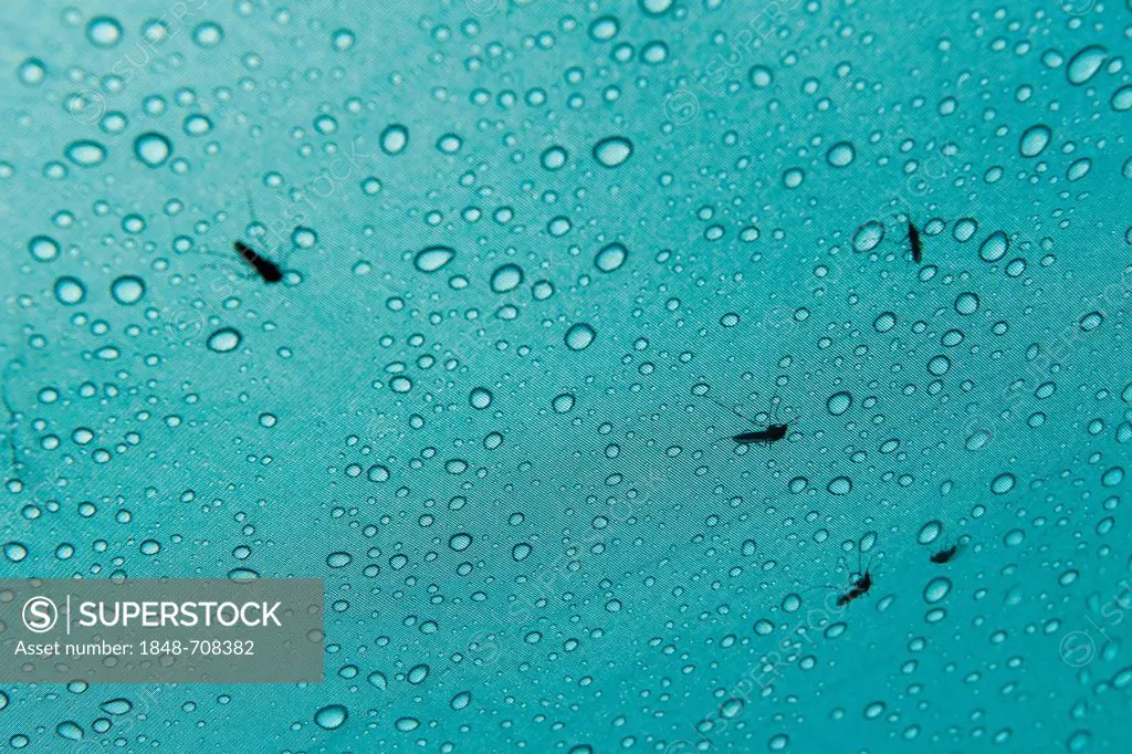 Mosquitoes and water drops on a tent, Ammassalik Peninsula, East Greenland, Greenland