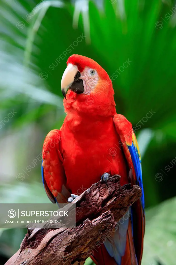 Scarlet Macaw (Ara macao), adult, perched on a lookout, Roatan, Honduras, Caribbean, Central America, Latin America