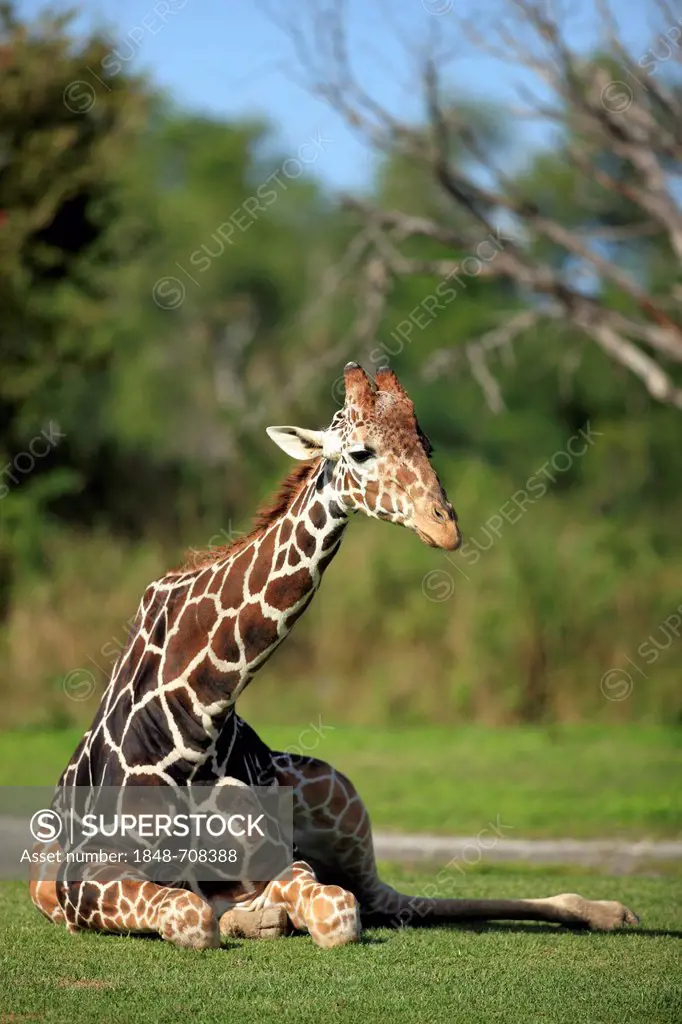 Reticulated Giraffe (Giraffa camelopardalis reticulata), adult, lying, in captivity, Florida, USA