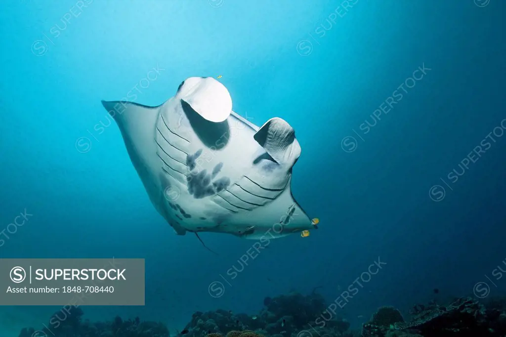 Reef manta ray (Manta alfredi) swimming above a coral reef, Great Barrier Reef, UNESCO World Heritage Site, Queensland, Cairns, Australia, Pacific Oce...