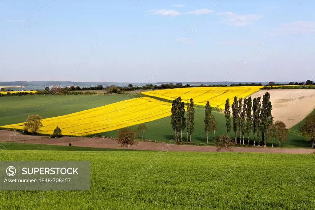 Agricultural landscape near Charroux, Bourbonnais, Allier, France, Auvergne, Europe