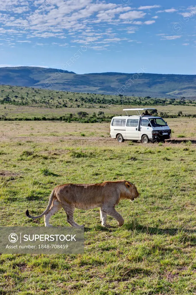 Lion (Panthera leo) walking along in front of a safari bus, Masai Mara National Reserve, Kenya, East Africa, Africa, PublicGround