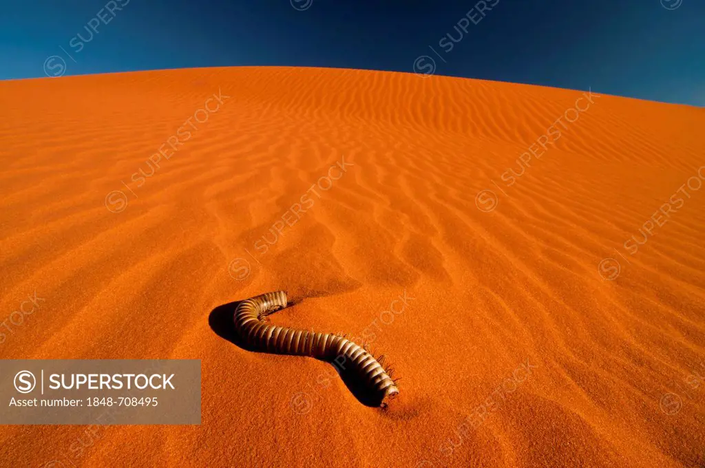 Red sand dune, carcass of a millipede (Myriapoda), Kgalagadi Transfrontier Park, Kalahari Desert, Northern Cape, South Africa, Africa