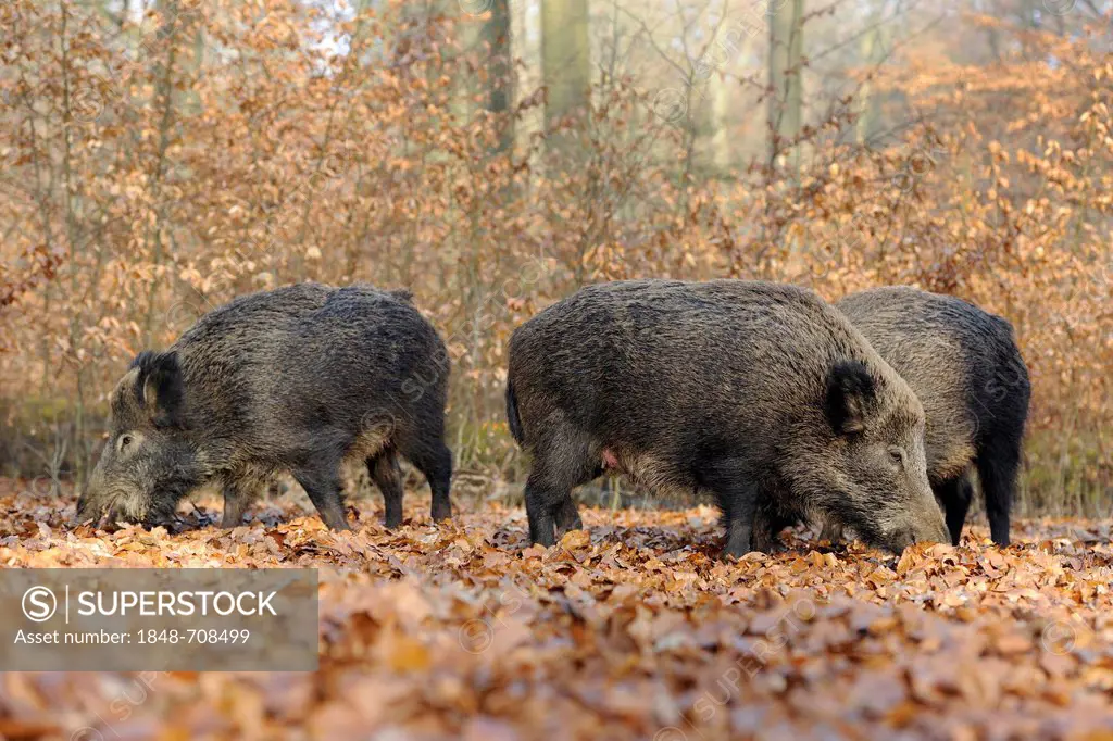 Wild boars (Sus scrofa), females, wild sows foraging, captive, North Rhine-Westphalia, Germany, Europe