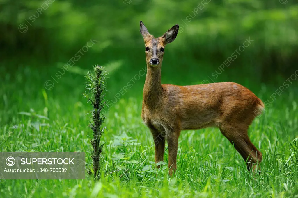 European Roe Deer (Capreolus capreolus), yearling doe, in an enclosure, Lower Saxony, Germany, Europe, PublicGround