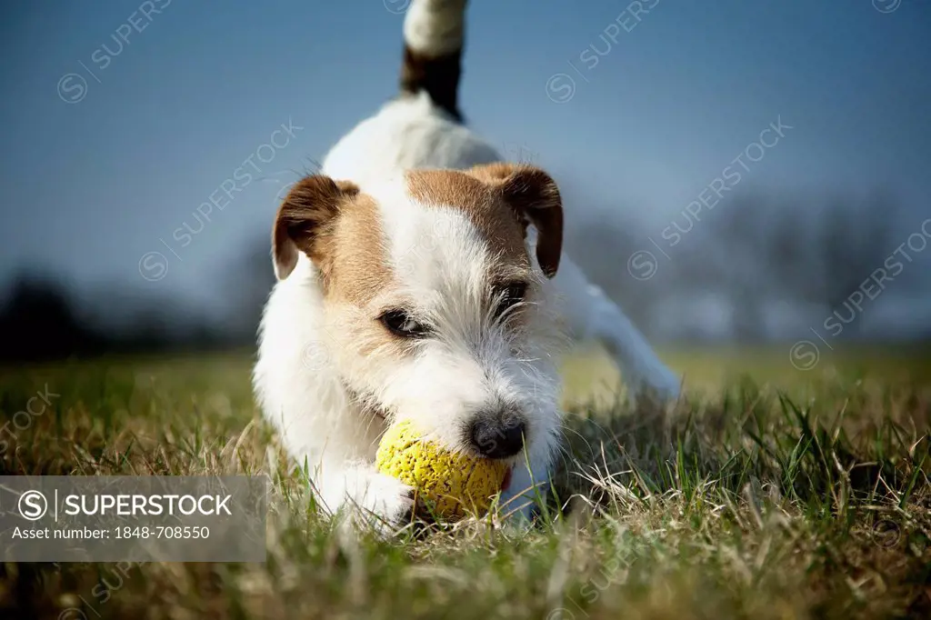 Parson Russell Terrier puppy, 7 months, playing with a yellow rubber ball on a lawn