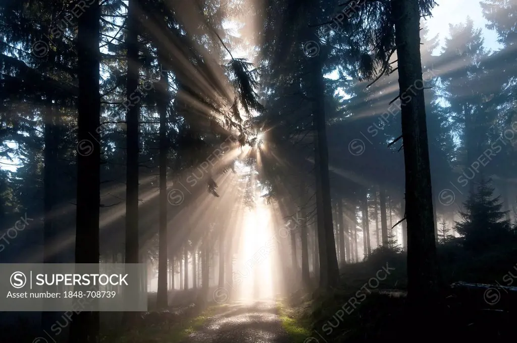 Sun rays penetrating the morning mist in a forest, Mt Feldberg in the Taunus range, Hesse, Germany, Europe