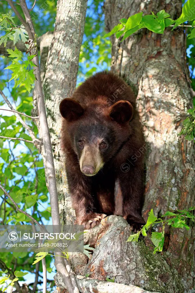 American black bear (Ursus americanus), young on tree, Minnesota, USA