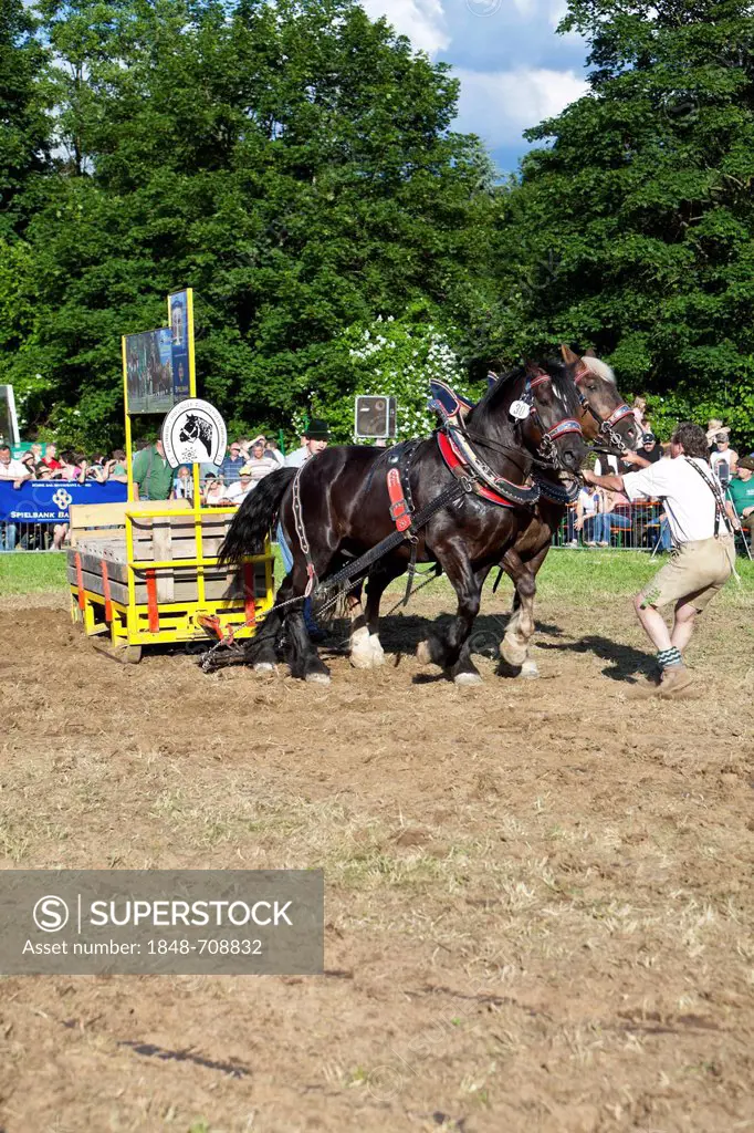 Horse competition, cart horses, Haflinger horses and horse breeders, Rosstag festival, Bad Koetzting, Bavarian Forest, Bavaria, Germany, Europe, Publi...