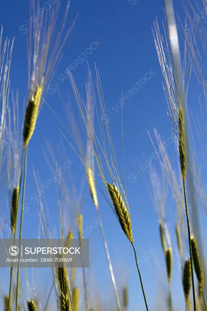 Ears of barley against blue sky