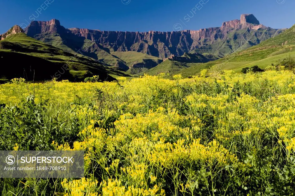 Amphitheatre, Royal Natal National Park, Drakensberg Mountains, KwaZulu-Natal, South Africa, Africa