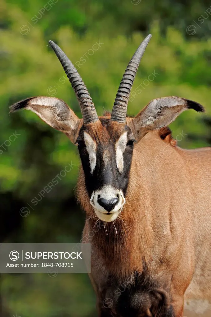 Roan Antelope (Hippotragus equinus), male, portrait, native to Africa, in captivity, Germany, Europe