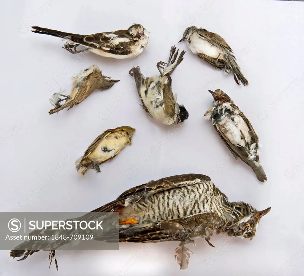 Seized dead birds, including Cuckoo, Blackcap, Spotted Flycatcher, Lesser Whitethroat, Masked Shrike and Willow Warbler, trapped for a food delicacy k...