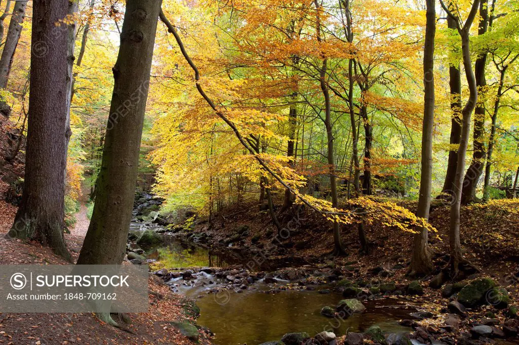 Ilse river in autumn, Ilsetal valley, Ilsenburg, Harz region, National Park Harz, Saxony-Anhalt, Germany, Europe, PublicGround