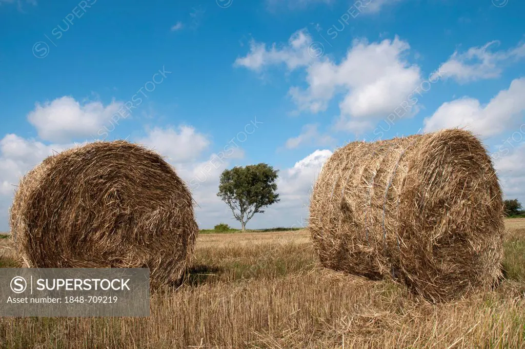 Bales of straw on a harvested field, Usedom Island, Baltic Sea, Mecklenburg-Western Pomerania, Germany, Europe, PublicGround