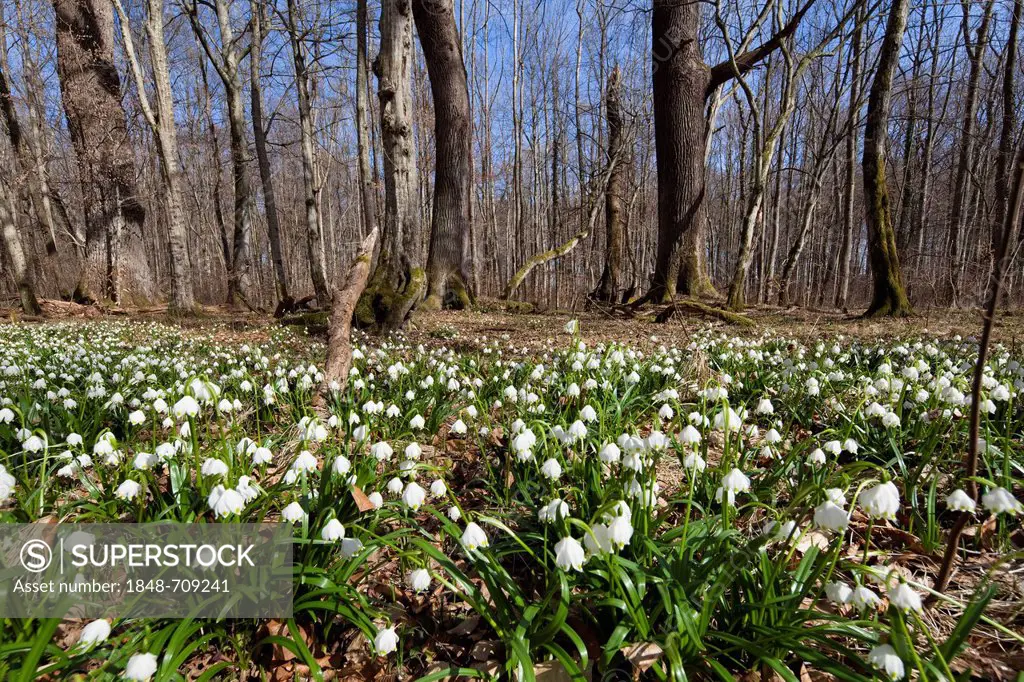 Spring snowflakes (Leucojum vernum), in a deciduous forest in spring, Upper Bavaria, Germany, Europe